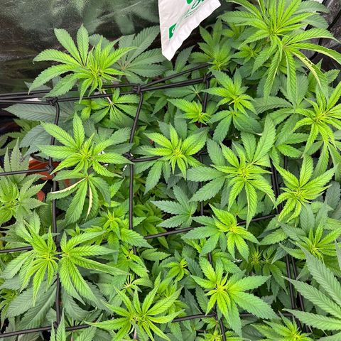 Liberty Haze growlog timeline photo