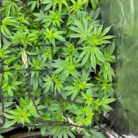 Gorilla Zkittlez growlog timeline photo