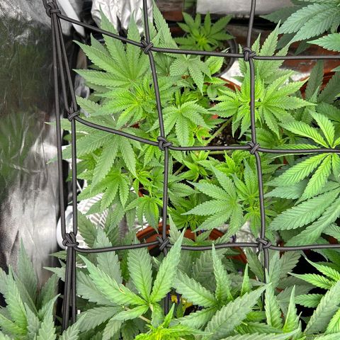 Runtz Muffin  growlog timeline photo