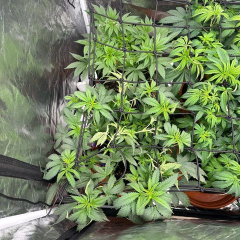 Blue Sunset Sherbert growlog timeline photo