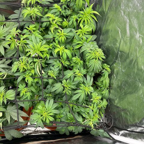 Gorilla Zkittlez growlog timeline photo