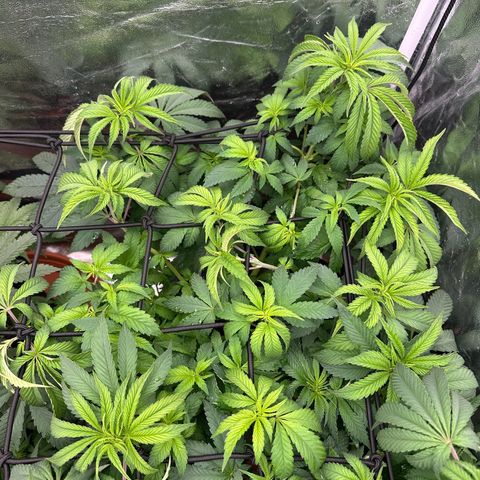 Liberty Haze growlog timeline photo