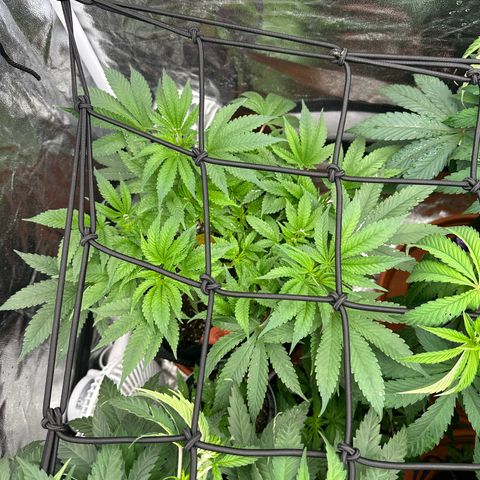 Runtz Muffin  growlog timeline photo