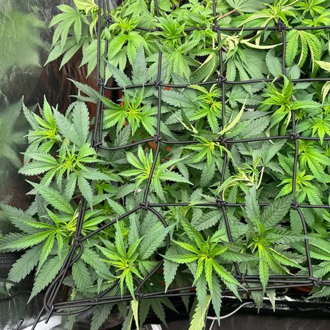 Blue Sunset Sherbert growlog timeline photo