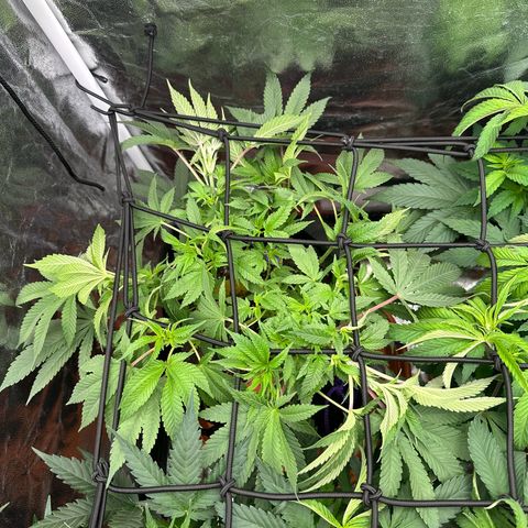 Runtz Muffin  growlog timeline photo