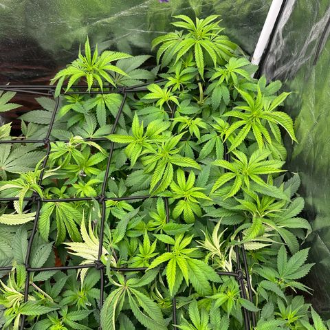 Liberty Haze growlog timeline photo