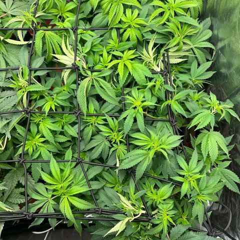 Gorilla Zkittlez growlog timeline photo