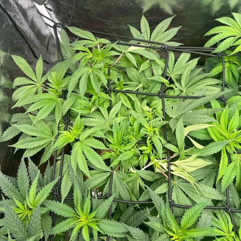 Runtz Muffin  growlog timeline photo