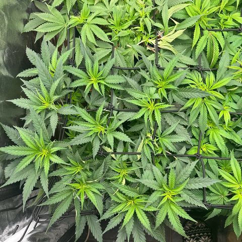Blue Sunset Sherbert growlog timeline photo