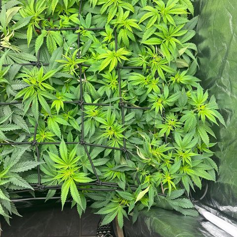 Gorilla Zkittlez growlog timeline photo