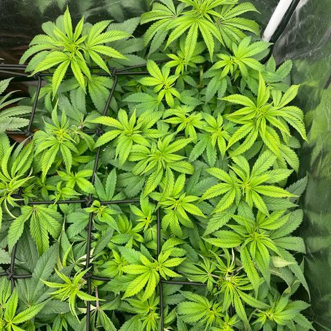 Liberty Haze growlog timeline photo