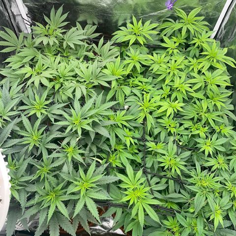 Liberty Haze growlog timeline photo