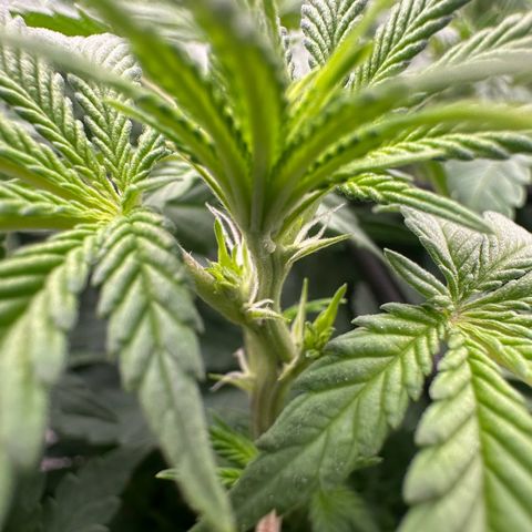 Gorilla Zkittlez growlog timeline photo