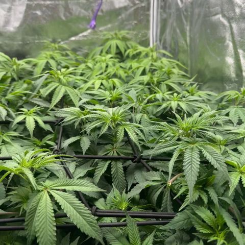 Gorilla Zkittlez growlog timeline photo