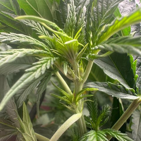 Blue Sunset Sherbert growlog timeline photo