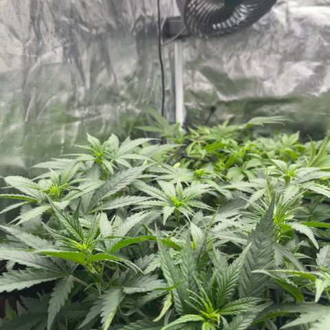 Blue Sunset Sherbert growlog timeline photo