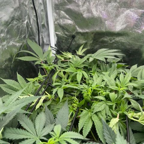 Runtz Muffin  growlog timeline photo