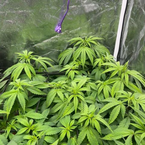 Liberty Haze growlog timeline photo