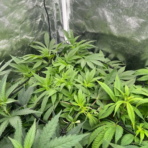 Runtz Muffin  growlog timeline photo