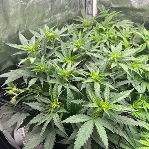 Blue Sunset Sherbert growlog timeline photo