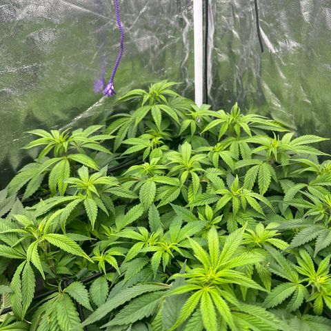 Liberty Haze growlog timeline photo