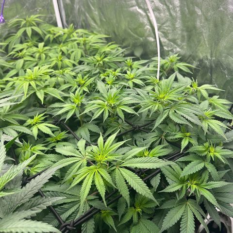 Gorilla Zkittlez growlog timeline photo