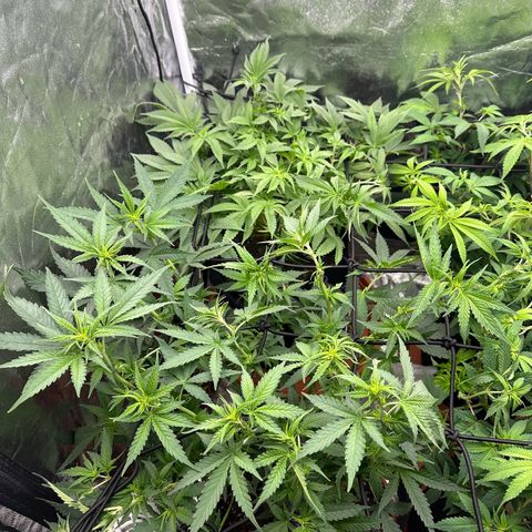Blue Sunset Sherbert growlog timeline photo