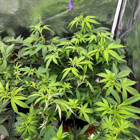 Liberty Haze growlog timeline photo