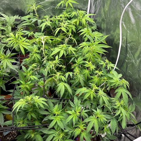 Gorilla Zkittlez growlog timeline photo