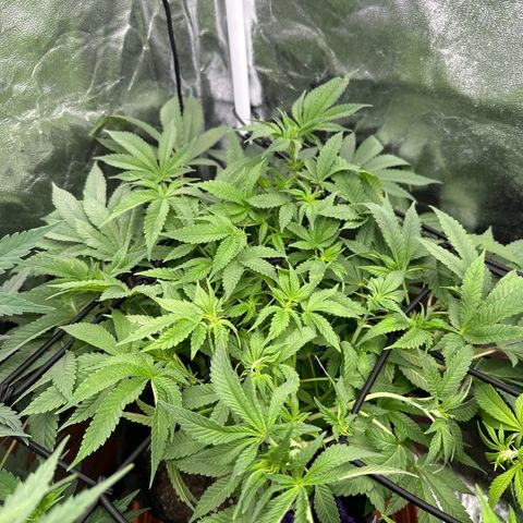 Runtz Muffin  growlog timeline photo