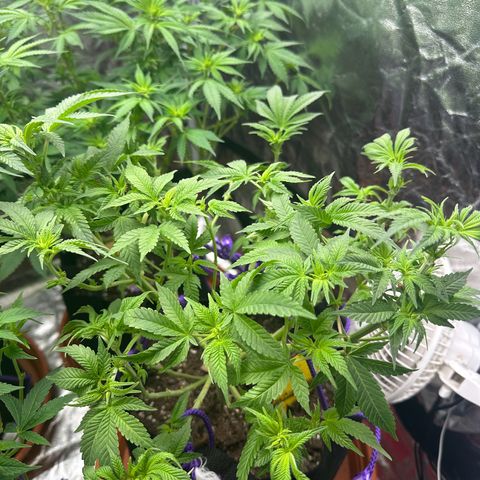 Runtz Muffin  growlog timeline photo