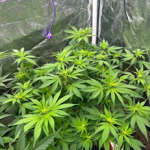 Gorilla Zkittlez growlog timeline photo
