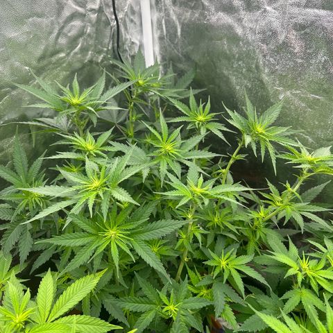 Blue Sunset Sherbert growlog timeline photo