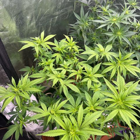 Liberty Haze growlog timeline photo
