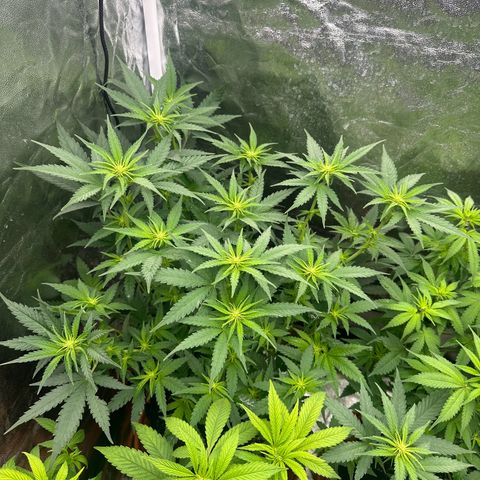 Blue Sunset Sherbert growlog timeline photo