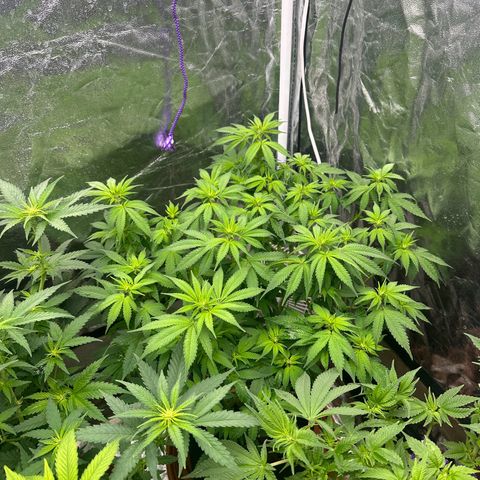 Gorilla Zkittlez growlog timeline photo