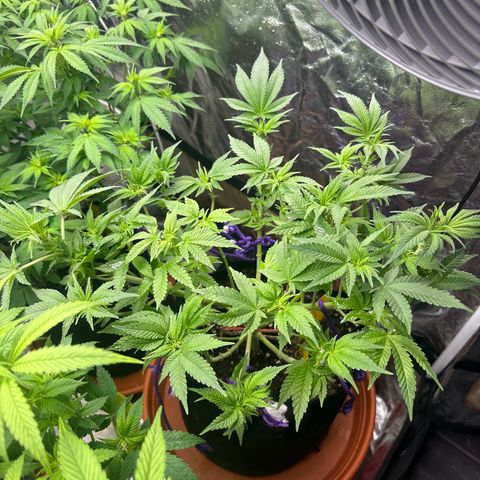 Runtz Muffin  growlog timeline photo