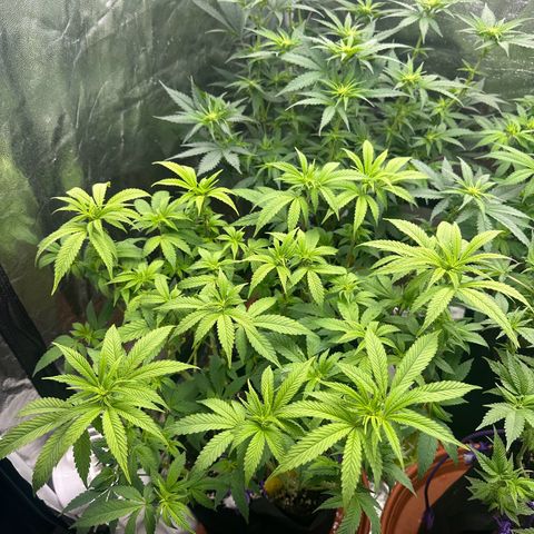Liberty Haze growlog timeline photo