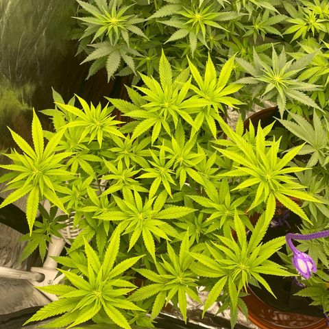 Liberty Haze growlog timeline photo