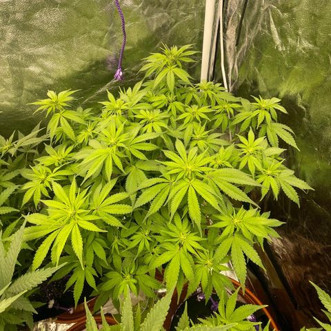 Gorilla Zkittlez growlog timeline photo