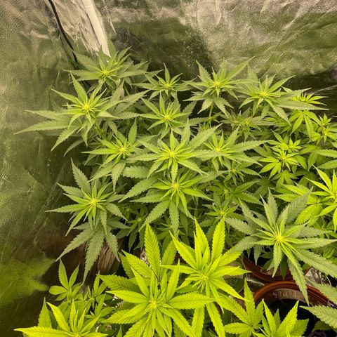 Blue Sunset Sherbert growlog timeline photo