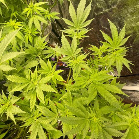 Runtz Muffin  growlog timeline photo