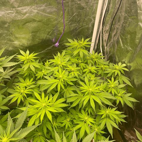Gorilla Zkittlez growlog timeline photo