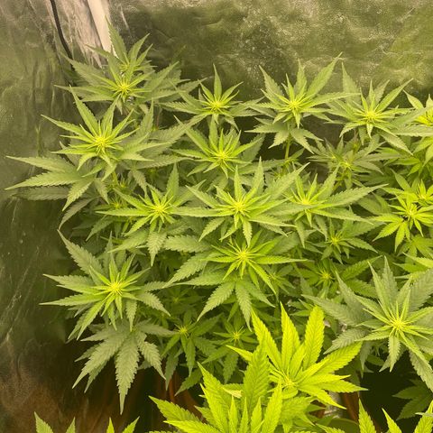 Blue Sunset Sherbert growlog timeline photo