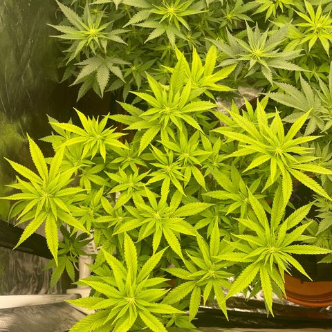 Liberty Haze growlog timeline photo