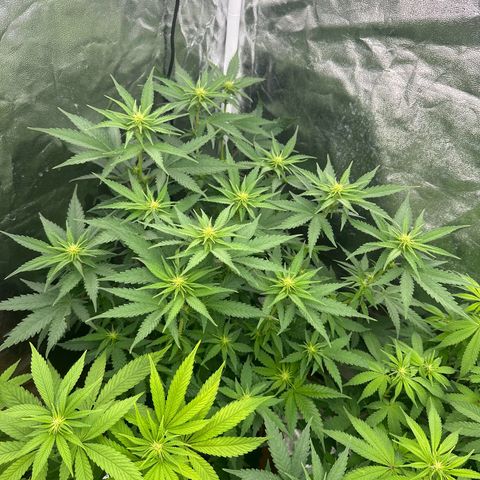Blue Sunset Sherbert growlog timeline photo