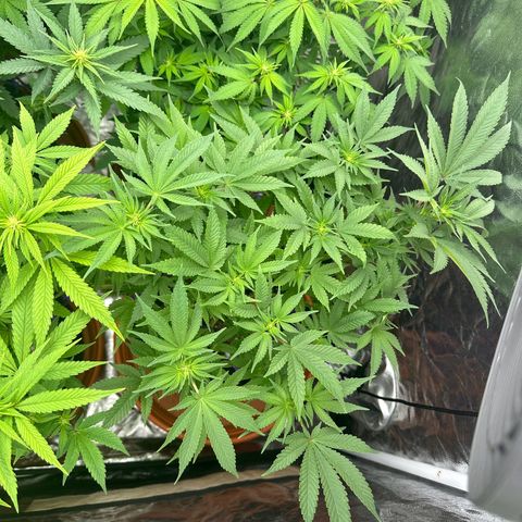 Runtz Muffin  growlog timeline photo