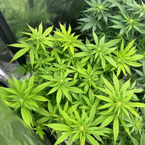 Gorilla Zkittlez growlog timeline photo