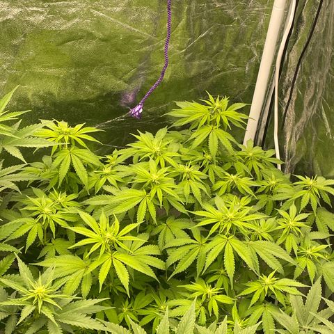 Liberty Haze growlog timeline photo