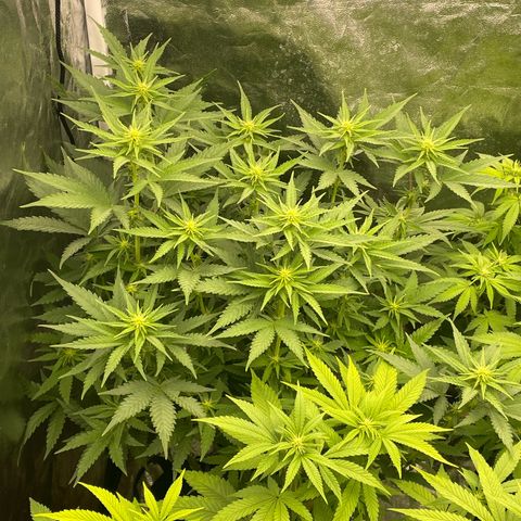 Liberty Haze growlog timeline photo